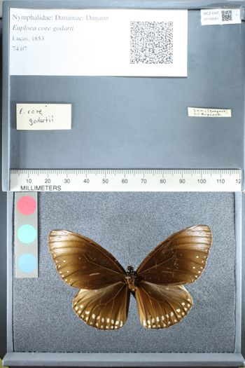 Media type: image;   Entomology 159261